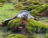 A sleepy fur seal is pictured catching a few winks on a rock in Stromness, South Georgia Island.