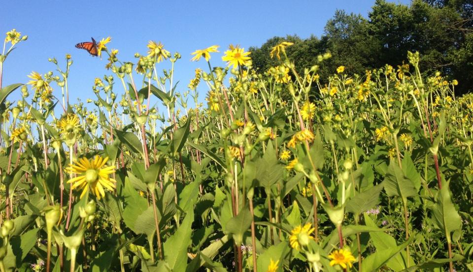 There will be a prairie hike for kids at Boot Lake Nature Preserve in Elkhart, seen here during late-summer blooming.