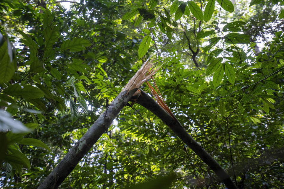 A broken branch signals the proximity of elephants in Gabon's Pongara National Park dense forest, on March 9, 2020. Gabon holds about 95,000 African forest elephants, according to results of a survey by the Wildlife Conservation Society and the National Agency for National Parks of Gabon, using DNA extracted from dung. Previous estimates put the population at between 50,000 and 60,000 or about 60% of remaining African forest elephants. (AP Photo/Jerome Delay)