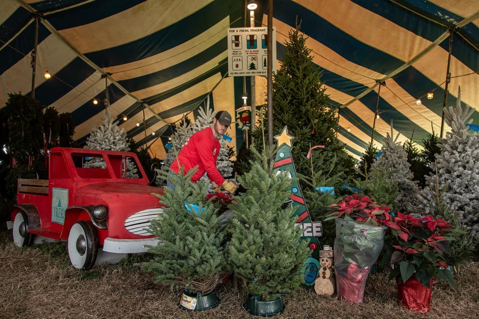 Third-generation holiday tree retailer Scott Lucas tends to his inventory at Tree Towne located south of Santaluces Community High School just east of Lawrence Road on the north side of Hypoluxo Road in unincorporated Palm Beach County.