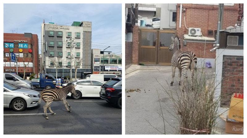 首爾兒童大公園的一隻斑馬逃脫動物園柵欄，在首爾市區亂跑。（翻攝自推特@anonhistory、@haheonjin）