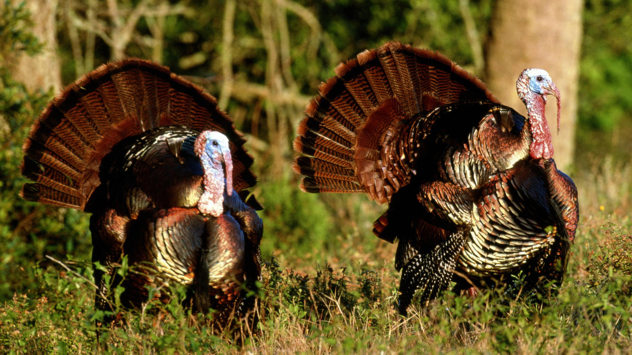  Wild turkeys in Georgia, USA. 