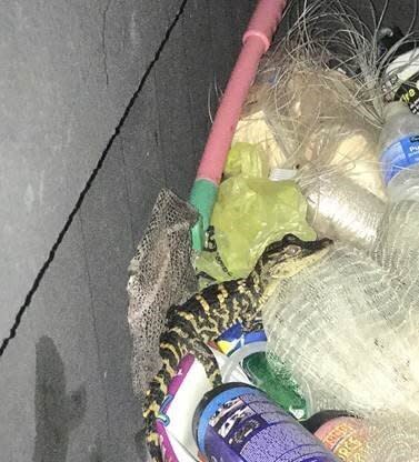 A woman reached into her leggings and got out an alligator during a traffic stop.