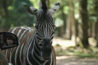<p>So ganz in Echt und aus der Nähe betrachtet – ja, so ein Zebra ist wirklich zum Staunen! Und – klick! – was für ein großartiger Schnappschuss als Erinnerung an den Besuch im Wildpark. (Bild: icanhascheezburger.com) </p>