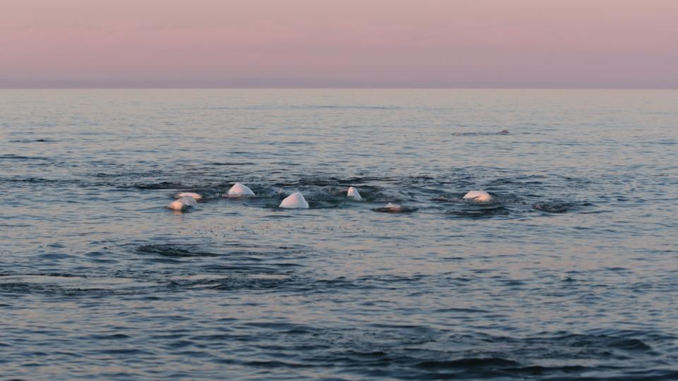 A group of beluga whales near the ocean surface.