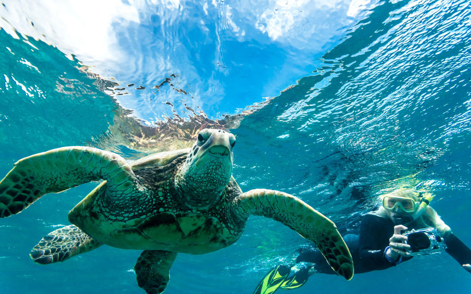 <p>Hawksbill and green sea turtles can be spotted off the coast of Hawaii. In these comfortable and clear waters, you can <a rel="nofollow noopener" href="http://www.travelandleisure.com/slideshows/coolest-up-close-animal-encounters/17" target="_blank" data-ylk="slk:easily spot them;elm:context_link;itc:0;sec:content-canvas" class="link ">easily spot them</a> while snorkeling or scuba diving. Look out for their large shells against the rocks, or nibbling algae from a coral reef. If you’re <a rel="nofollow noopener" href="http://www.travelandleisure.com/articles/snorkeling-sea-turtles-maui" target="_blank" data-ylk="slk:snorkeling with turtles in Maui;elm:context_link;itc:0;sec:content-canvas" class="link ">snorkeling with turtles in Maui</a>, consider a reservation at the Sheraton near Pu’u Keka’a, where you can spot sea turtles is at high tide.</p>