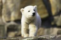 <p>As well as penguins, you can also watch cute polar bears from the comfort of your own home. We're certain the whole family will love this...</p><p><a class="link " href="https://zoo.sandiegozoo.org/cams/polar-cam" rel="nofollow noopener" target="_blank" data-ylk="slk:WATCH NOW;elm:context_link;itc:0;sec:content-canvas">WATCH NOW</a></p>