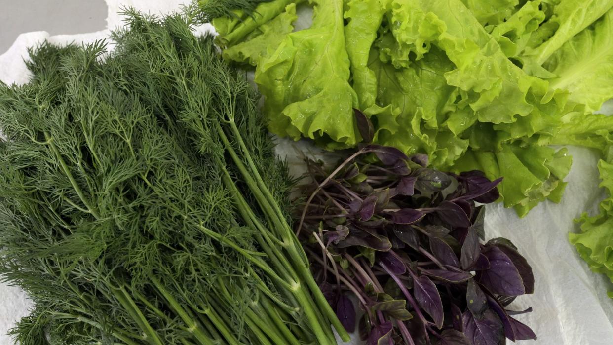 lettuce and greens with damp paper towel