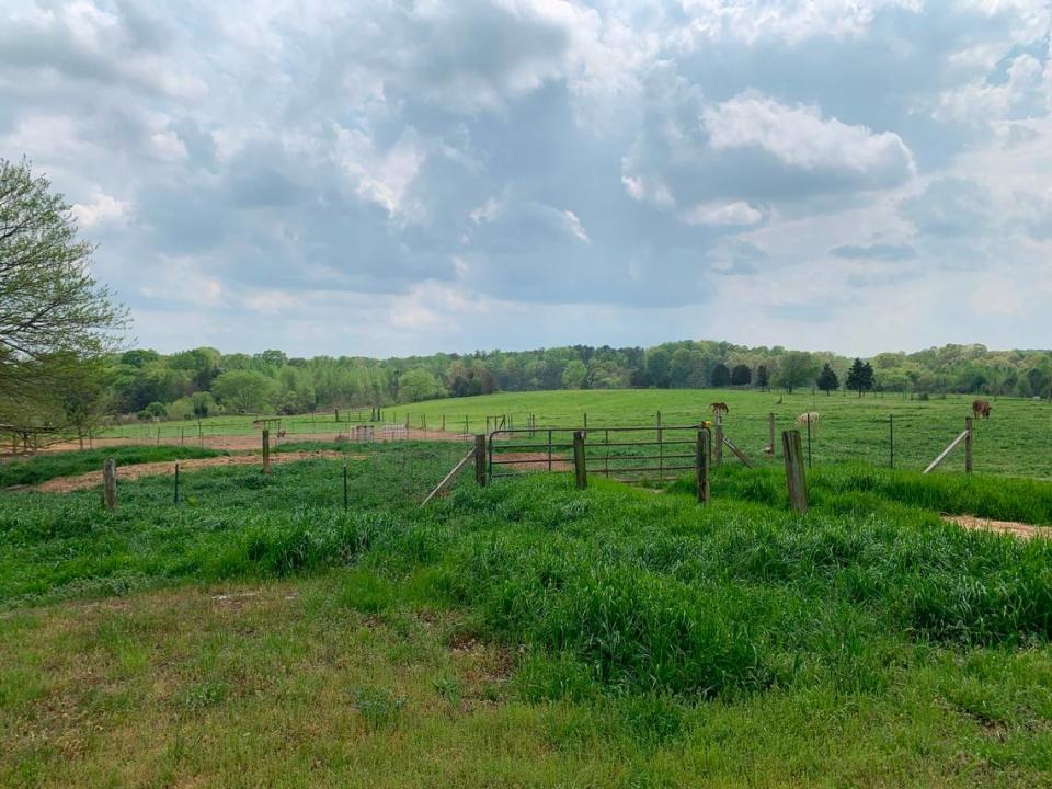 Horses graze on Hodges Family Farms on Thursday, April 6, 2023.