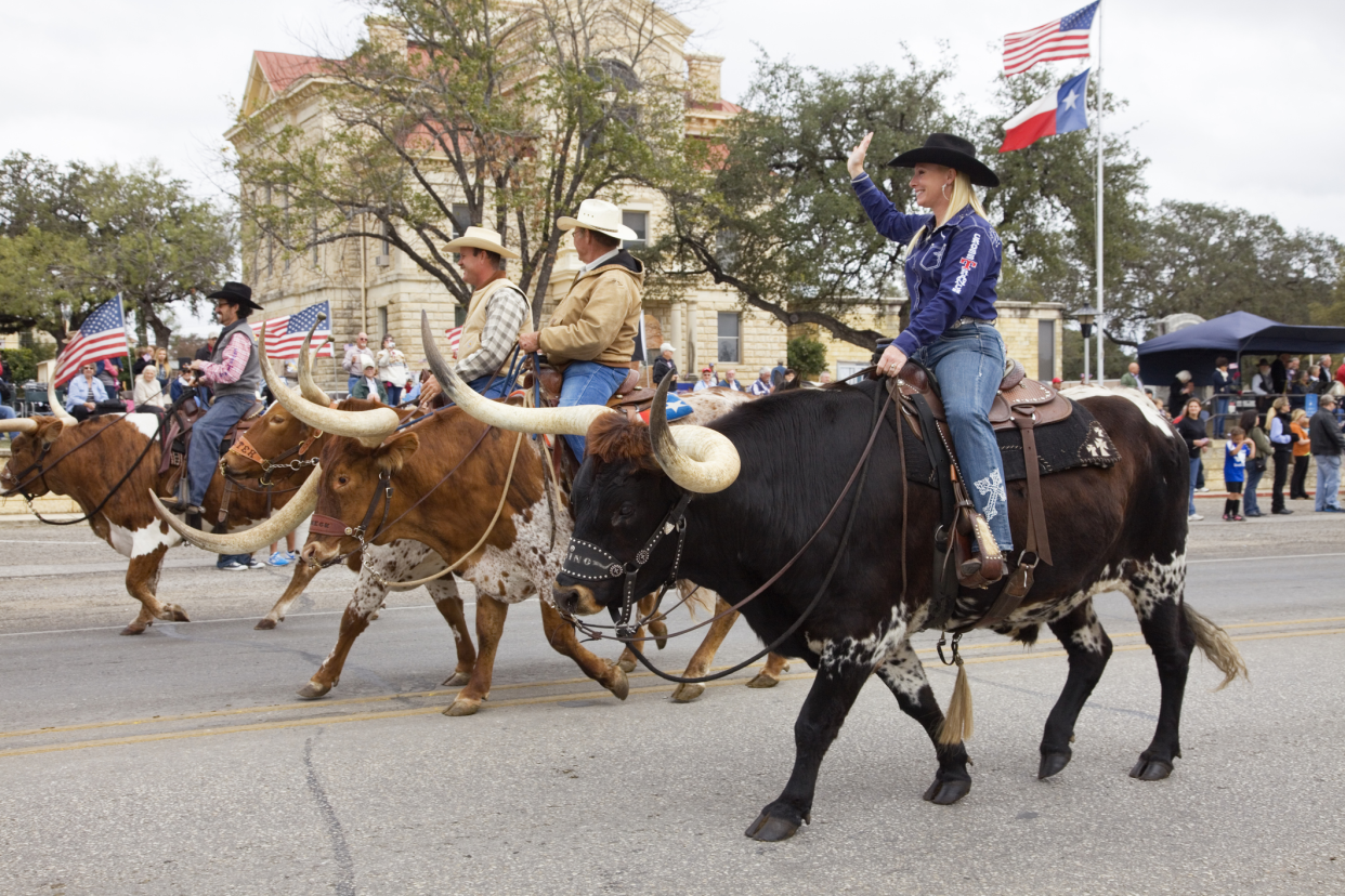 A cowgirl and cowboys riding longhorn bulls in Veterans Day Parade, Bandera, Texas, people in the background watching the parade, trees, and a large building