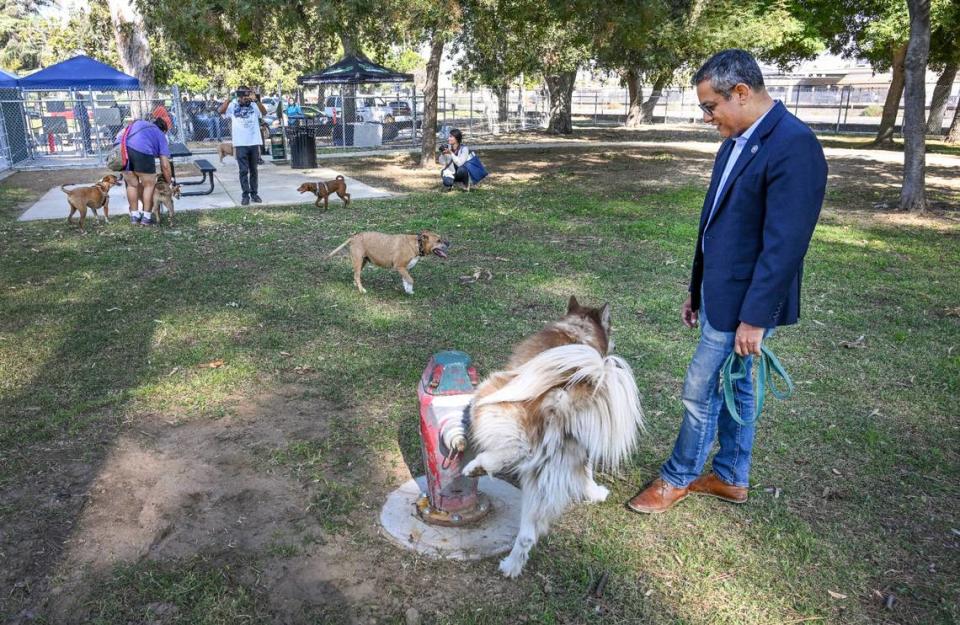Fresno City Councilmember Miguel Arias watches as Kobe the dog relieves himself on a fire hydrant as other dogs roam around the new dog park at Roeding Regional Park in Fresno during its grand opening on Monday, Oct. 16, 2023. A $762,000 investment made possible by Measure P funds helped get the park moved to an area with much more shade. It also includes new park benches, water stations, separate areas for large and small dogs as well as accessibility for disabled persons. The park is located near the Japanese American Memorial.