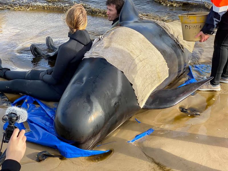 Whale rescue efforts take place at Macquarie Harbour in Tasmania