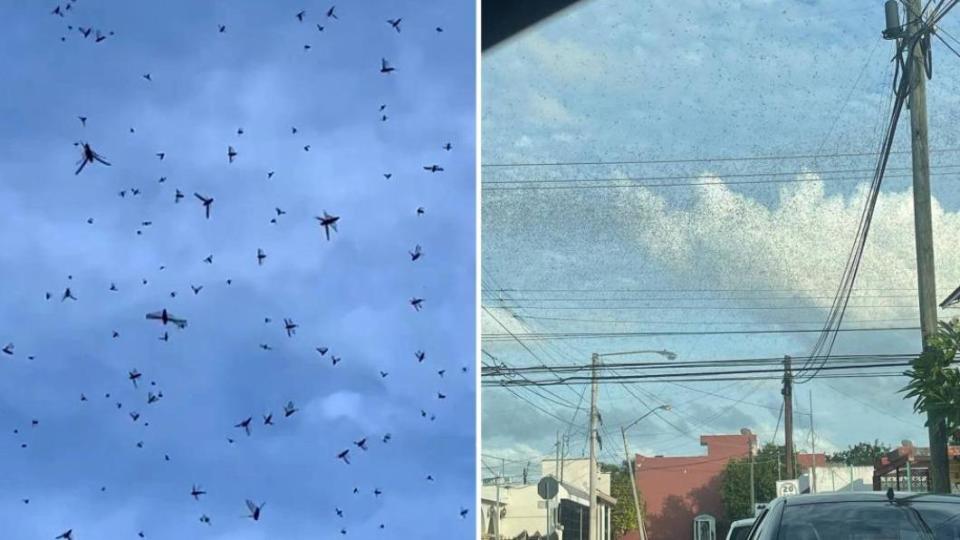 蝗蟲滿布天空，嚇壞墨西哥當地居民。（圖／翻攝自紐約郵報）