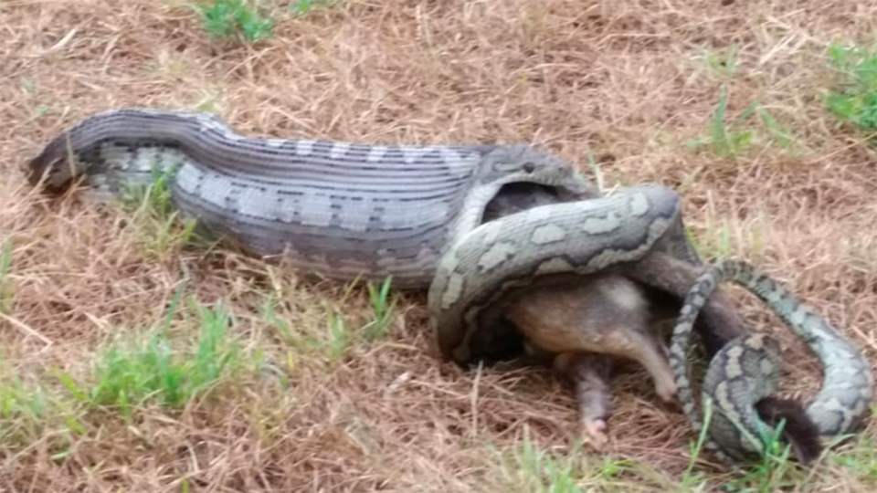 “Nature at its best,” Rhonda Laffin posted to the Townsville Snake Catchers page on Tuesday. Source: Facebook/Townsville Snake Catchers