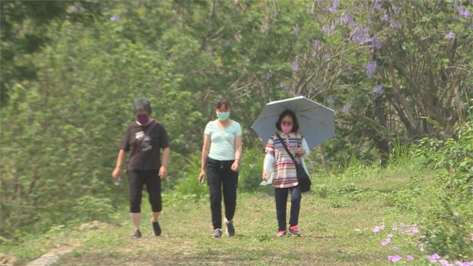 嘉義市盧山橋防汛專用道變身　「藍花楹」盛開成紫藍色隧道