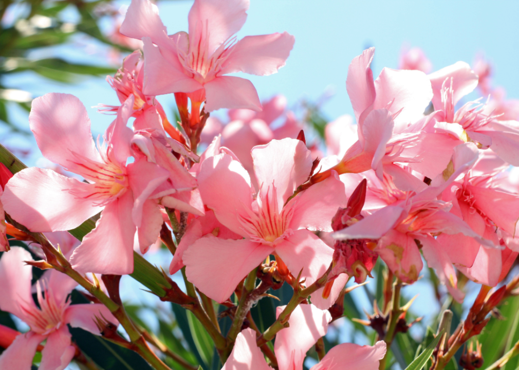 Pink Oleander blossoms.