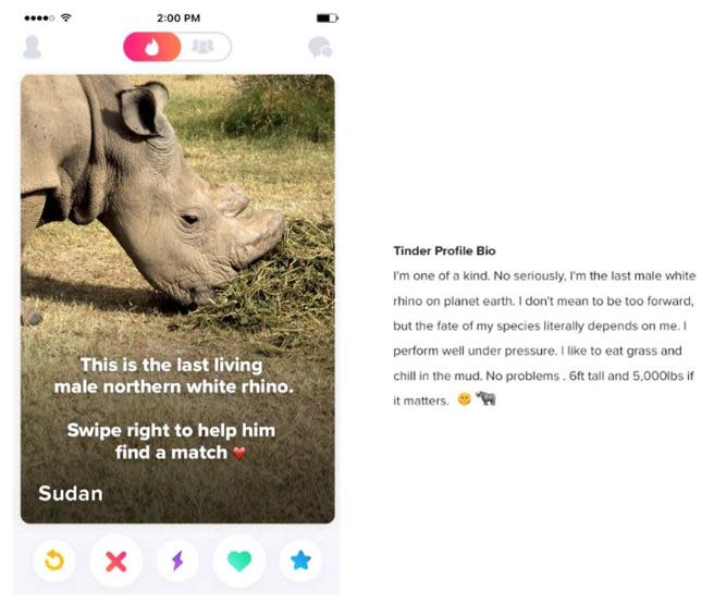 El último rinoceronte blanco macho busca pareja en las redes. Foto: Tinder