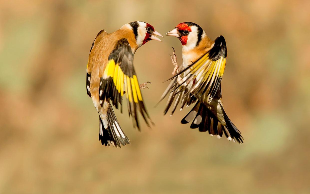 Goldfinches were among the birds that were to be eaten at the clandestine lunch - Solent News & Photo Agency