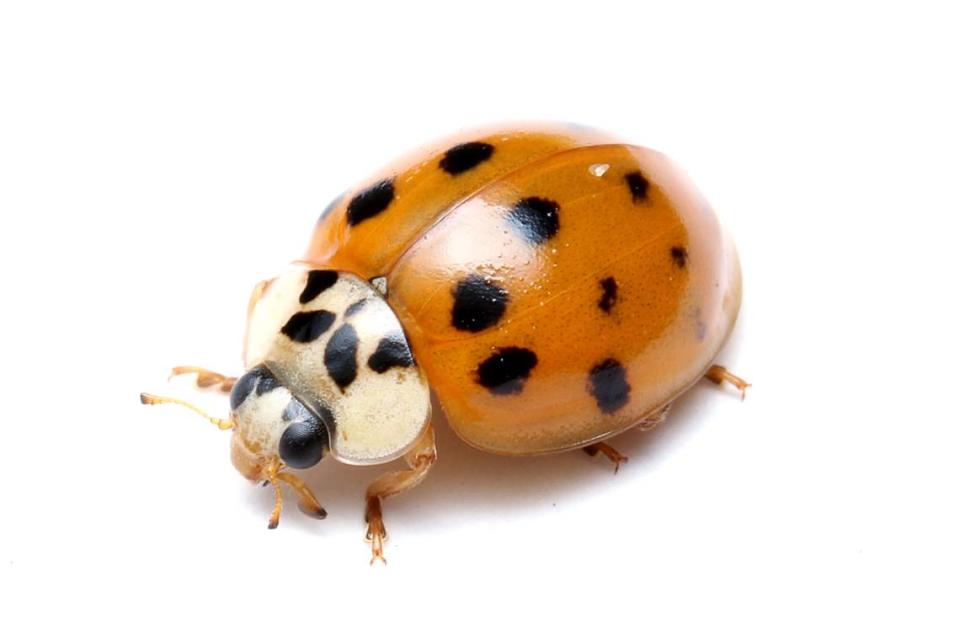 The harlequin or multicolored ladybug (Harmonia axyridis).