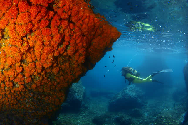 Diving in the Mediterranean Sea