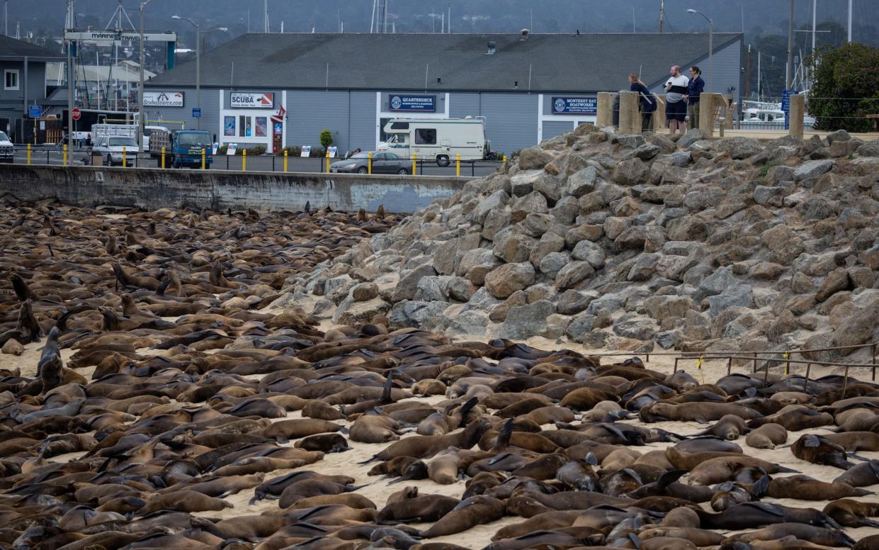 Locals are shocked by the number of sea lions