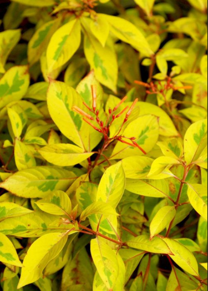 Showstopping Lime Sizzler Firebush