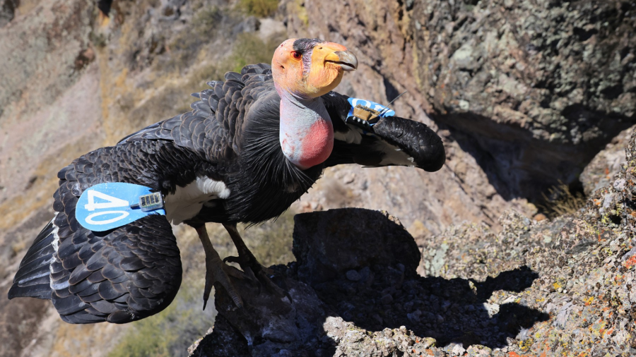 OR Zoo-hatched condor turns 20 after species faced extinction