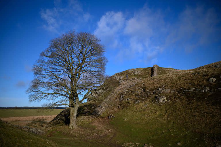 El emblemático árbol junto al Muro de Adriano, al norte de Inglaterra, el 19 de enero de 2022.