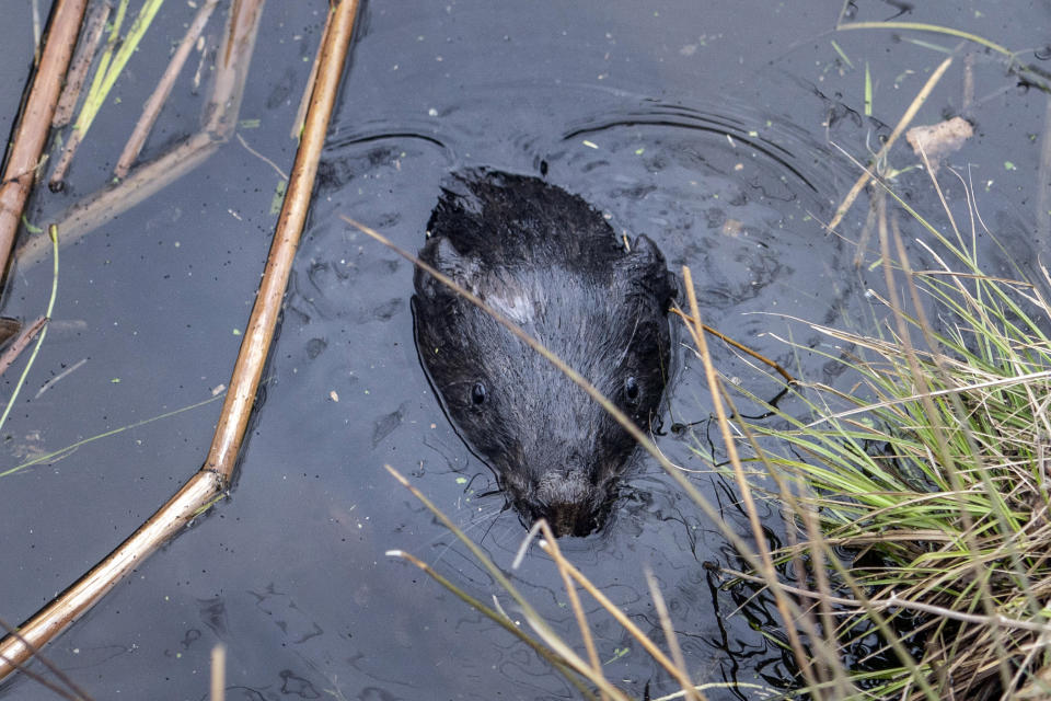 A beaver released biologist Denis Vishnevskiy is seen in a river in a forest at the Chernobyl exclusion zone, Ukraine, Tuesday, April 13, 2021. To the surprise of many who expected the area might be a dead zone for centuries, wildlife is thriving: bears, bison, wolves, lynx, wild horses and dozens of bird species. According to scientists, the animals were much more resistant to radiation than expected, and were able to quickly adapt to strong radiation. (AP Photo/Evgeniy Maloletka)