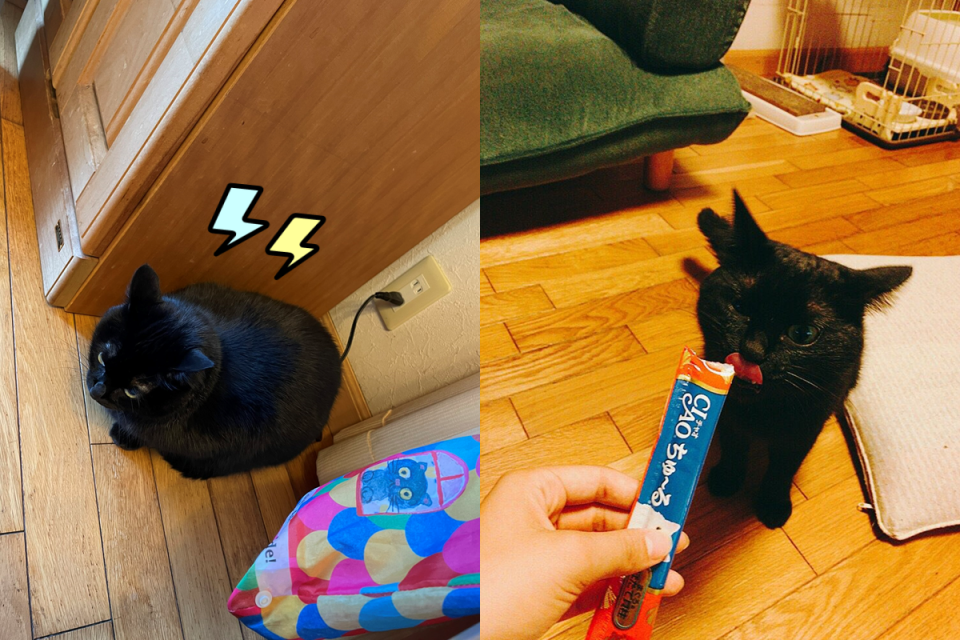 <p>日本一名推主驚見家裡黑貓「充電中狀態」，忍不住笑說：你沒電了？（圖／Twitter@denden7794）</p>
