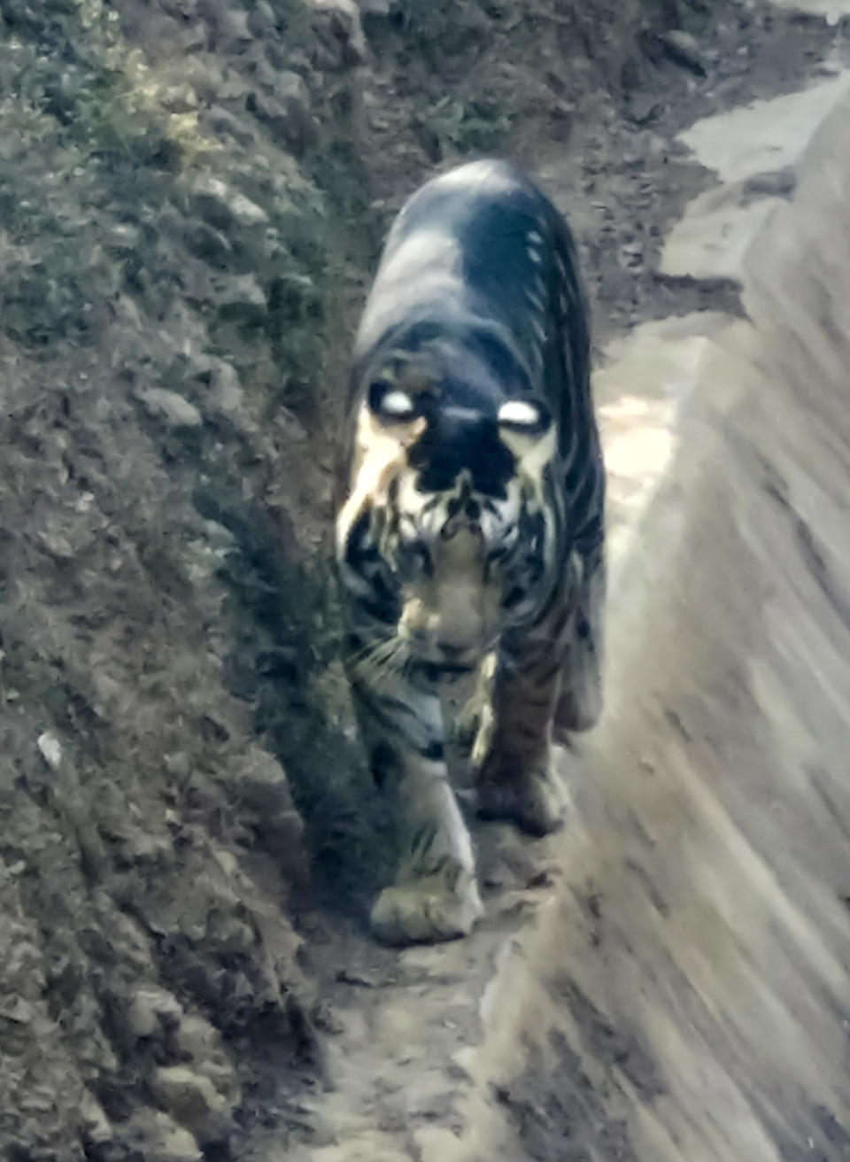 A rare melanistic tiger in eastern Odisha, India (Photo: Caters)