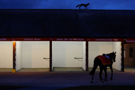 Racehorse 'Vision Des Flos' is led away after being sold to Tom Malone for 270,000 euro (314,000 USD) at a Goffs bloodstock auction at Punchestown Racecourse in Naas, Ireland, April 27, 2017. REUTERS/Clodagh Kilcoyne