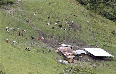 View of a farm of cows in Marquetalia in the department of Tolima May 2, 2014. REUTERS/Jaime Saldarriaga