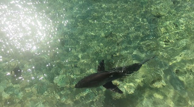 The shark washed up on the beach around lunch time. Source: Rob Daly