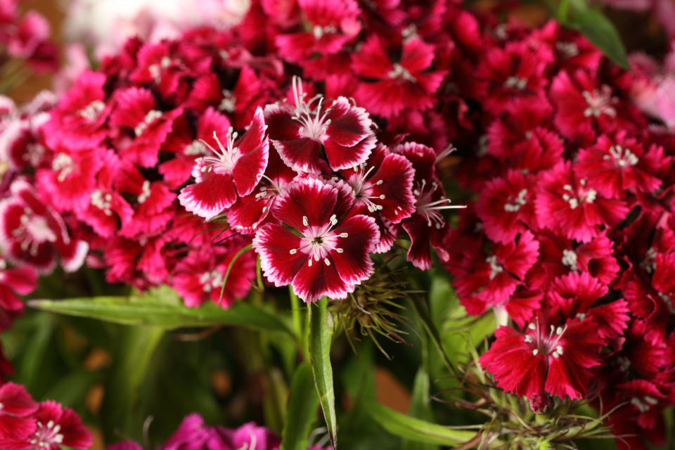 Dainty Dianthus