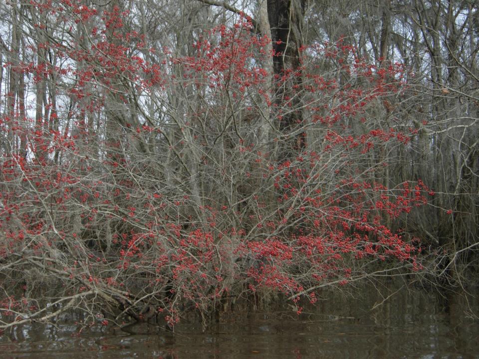 Greenhaw, a fruiting wetland shrub and member of the rose family, makes quite a show on a dark, wintry day,