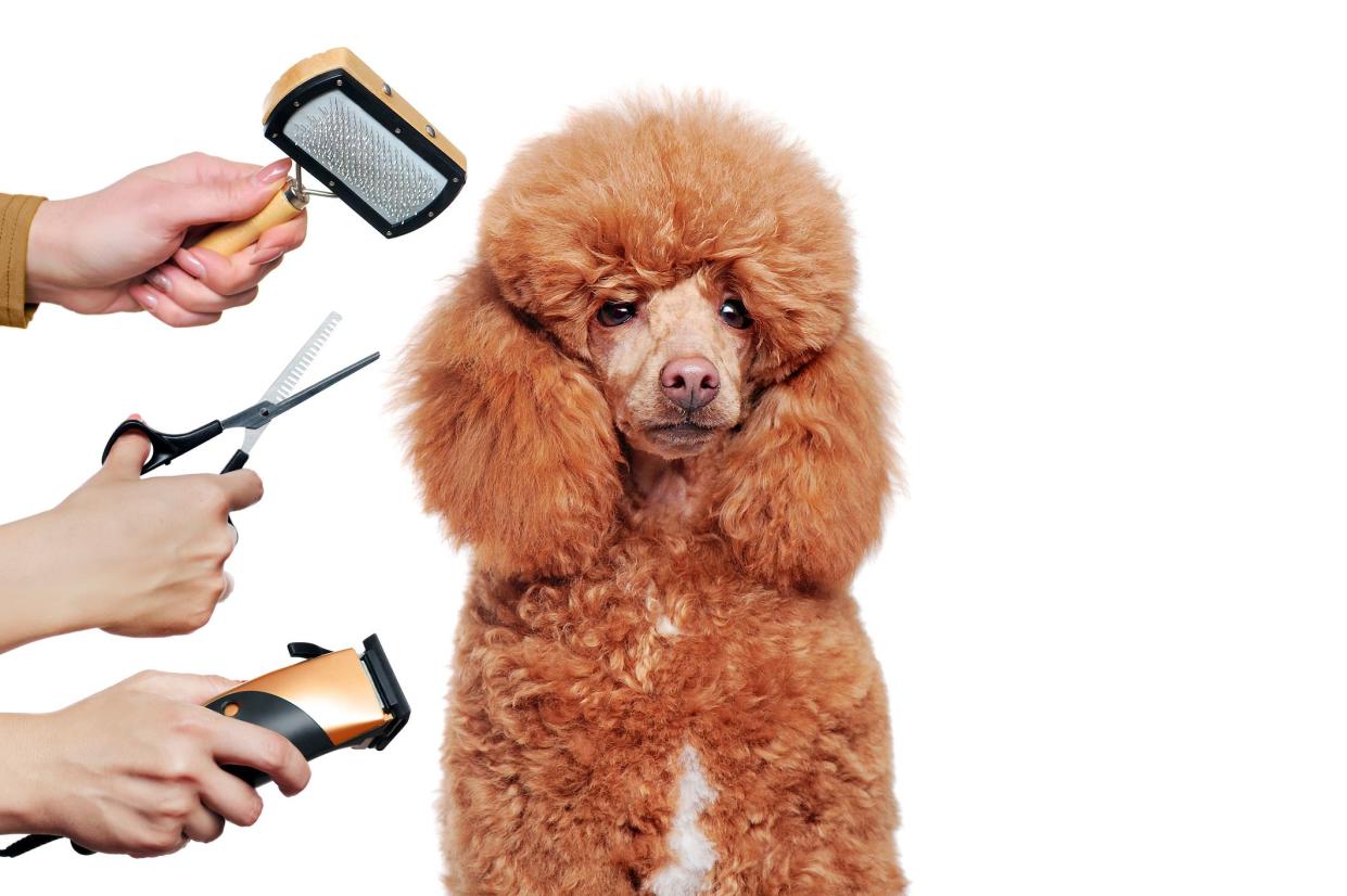 Closeup portrait of a poodle at the grooming procedure