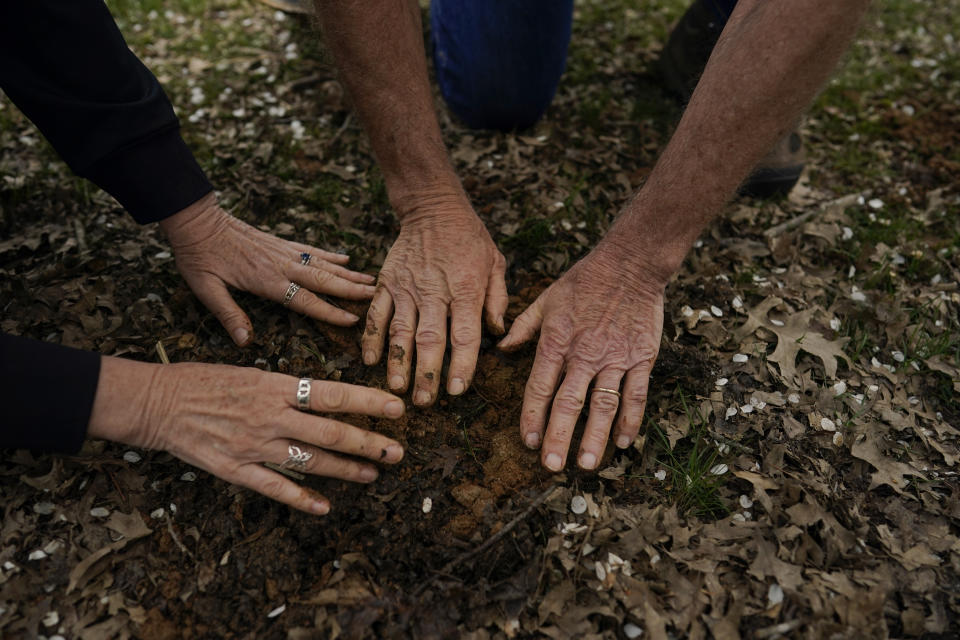 After returning the cicada nymphs where they found them, University of Maryland entomologists Michael Raupp and Paula Shrewsbury gently pat the dirt over them in a suburban backyard in Columbia, Md., Tuesday, April 13, 2021. (AP Photo/Carolyn Kaster)