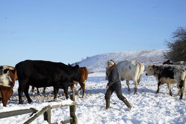 A farmer with his cattle in the snow in the North York Moors National Park