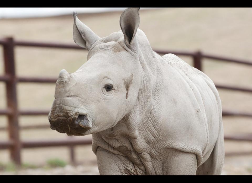 In this photo provided by The Wilds Conservation Center, Firefly a baby rhino stands at the Wilds conservation center in Cumberland, Ohio on April 5, 2011.  Facebook fans of The Wilds conservation center in southeast Ohio were asked to select a name for its newest rhino.