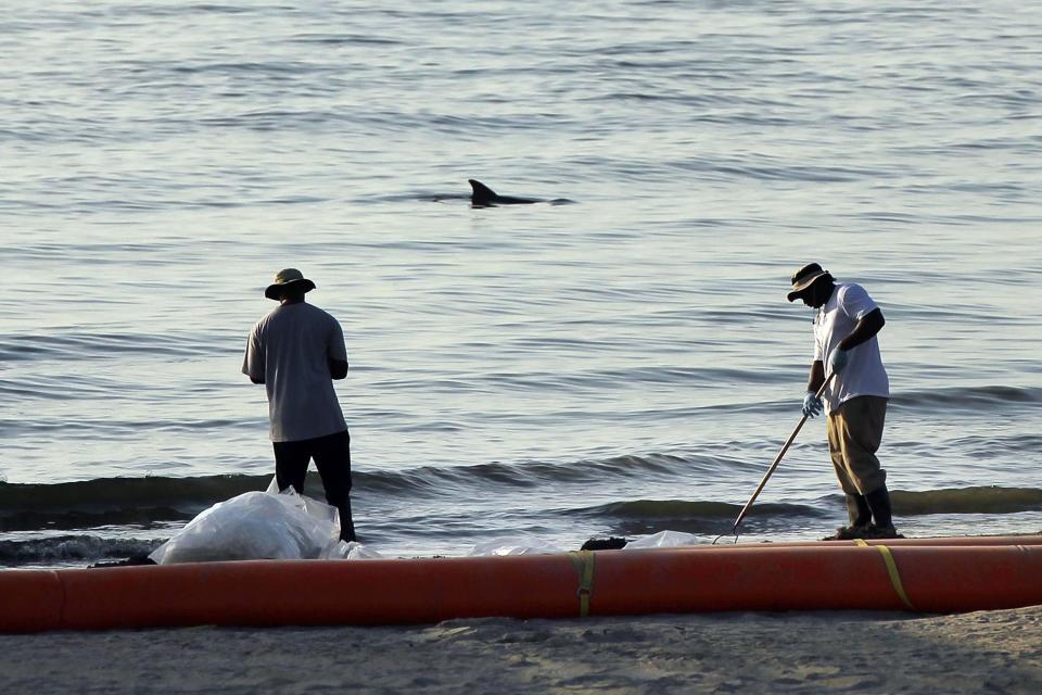 At least 279 dolphins have been found stranded along the Gulf Coast since February this year, three times the rate of dolphins that typically wash ashore. About 98 per cent of those dolphins have died.Scientists from the National Oceanic and Atmosphere Administration, or NOAA, announced the alarming numbers on Friday. They are now trying to determine exactly like dolphins are dying such a high rate.They believe that the biggest culprit is the BP oil spill of 2010, in which over 200 million gallons of oil spilled into the Gulf of Mexico over an 87 day period, and this spring’s historic flooding in the Midwest. The biggest oil spill in US history, its effects, particularly on marine wildlife, are still being felt.More than 150 dolphins died from the spill’s direct impact, of which more than 90 per cent were bottlenose.In its aftermath, the spill was shown to have contributed contributed to the Gulf of Mexico’s largest and longest dolphin death trend.Long-lasting effects, including lung damage, adrenal hormone abnormalities, and general poor condition, have been traced to it.“We do know some of the health conditions ... are improving, but some have been slow to improve,” said Teri Rowles, coordinator for NOAA Fisheries’ Marine Mammal Health and Stranding Response Program.. “Reproduction in the heaviest-oiled areas continues below normal.”The heavy flooding of the Mississippi River is thought to have pumped more freshwater, which harms dolphins, into the Gulf, as well, though a NOAA official said freshwater exposure “doesn’t appear to be the cause of death for all animals, so that’s something we’re continuing to investigate.”The official said chemicals and other pollutants in the river water might share some of the blame.Of the dead dolphins washed up onto the Gulf Coast shores of Florida, Alabama, Mississippi, and Louisiana, over 70 per cent of the lifeless bodies were too decomposed to study.