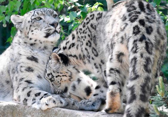 Snow leopards seen in Wilhelma botanical-zoological garden in Stuttgart, ten days after its reopening (AFP /AFP via Getty Images)