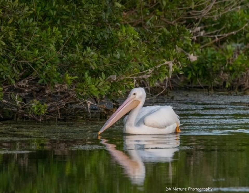 A white pelican cruises by a rookery in the now-defunct Calusa Country Club golf course. 