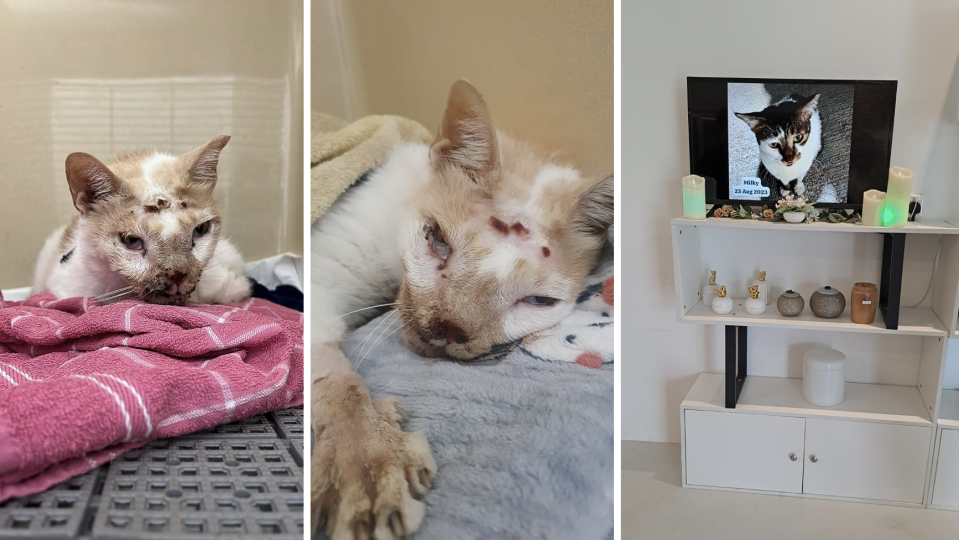 Big Boy in recovery (left and middle) and a memorial for Milky (right) (Photos: Hui Ting/Kim Keat Cats)