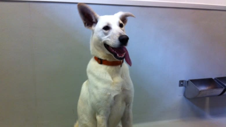 Dog days of summer means puppy love at Winnipeg Humane Society