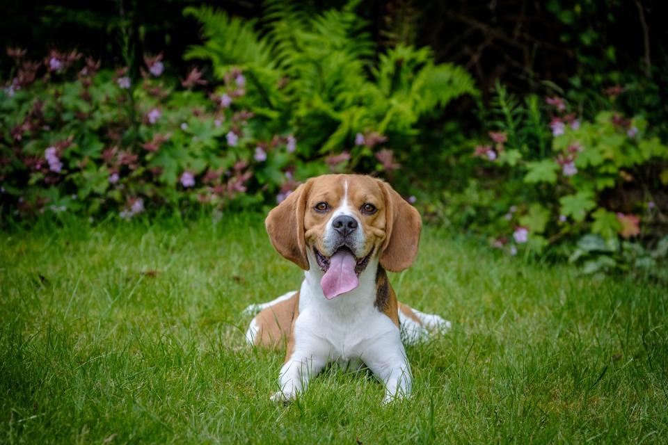 16) English Foxhound