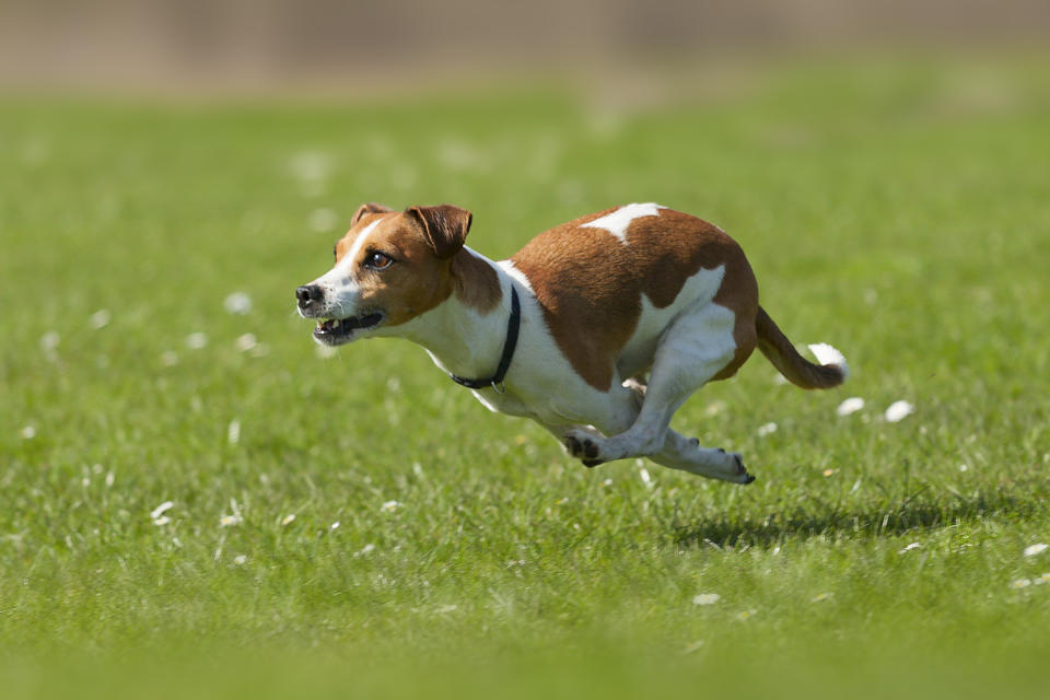 Jack Russell Terrier (Getty Images)