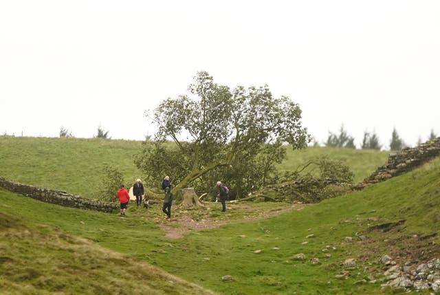 Sycamore Gap tree felled