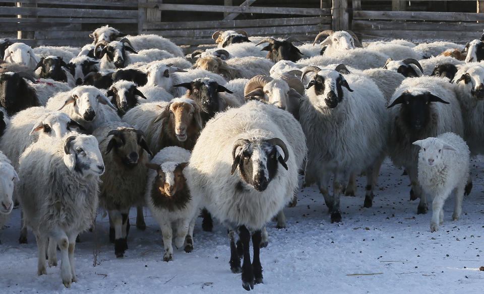 Sheep and goats aat the nomad camp of farmer Tanzurun Darisyu near Kyzyl town in the Republic of Tuva