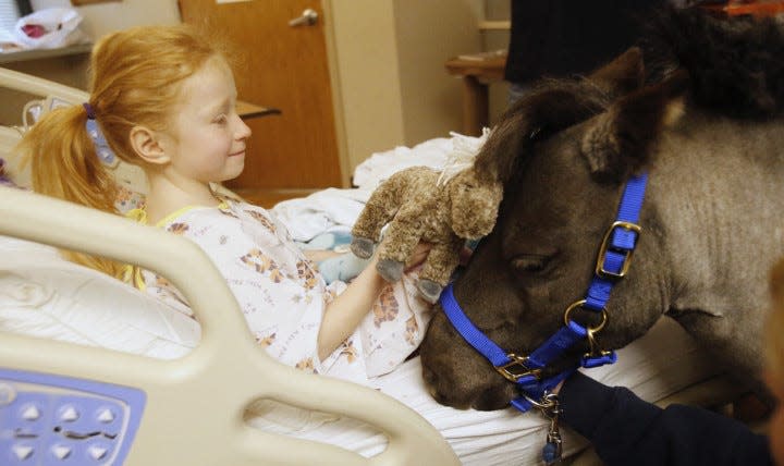 Patricianne Logston, 7, of Akron rubs the toy stuffed pony, she received from Victory Gallop volunteer Toril Simon as Simon handles Willie Nelson, the miniature horse during his debut with patients at Akron Children's Hospital Tuesday May 1, 2018 in Akron, Ohio. (Karen Schiely/Beacon Journal)
